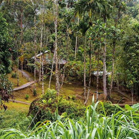 Rain Forest Inn Ringlet Bagian luar foto