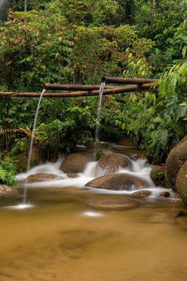 Rain Forest Inn Ringlet Bagian luar foto